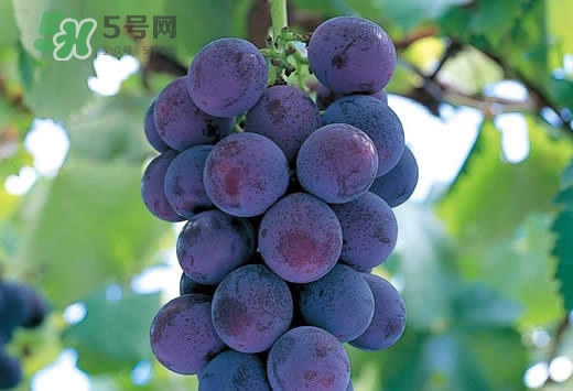 巨峰葡萄是酸性還是堿性？巨峰葡萄是堿性的嗎？
