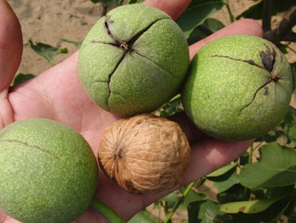 青皮核桃貴還是買去皮的貴？青皮核桃種植方法