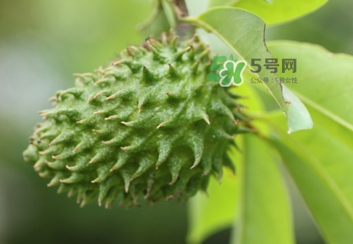 刺果番荔枝怎么吃？釋迦和刺果番荔枝區(qū)別