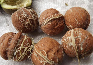 青皮核桃是怎么變成干核桃的？吃核桃為什么有酒味
