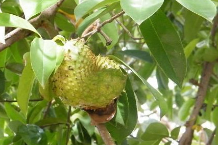 刺果番荔枝吃多少為適量？刺果番荔枝的功效與作用