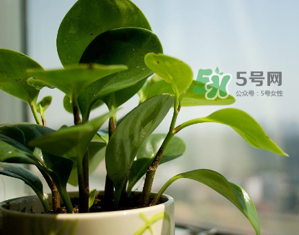 什么東西防輻射最好？在孕期什么東西能放輻射？