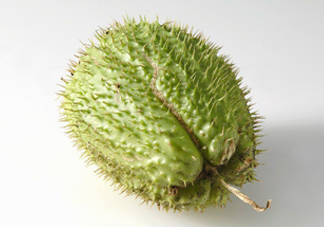 刺果番荔枝多少錢一斤？刺果番荔枝哪里有賣？