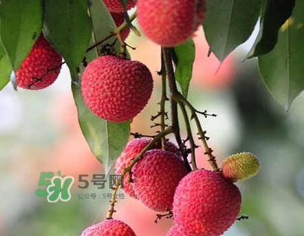 岵山荔枝一般幾月成熟？岵山荔枝什么時(shí)候上市