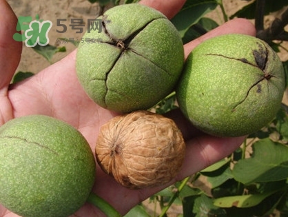 青皮核桃哪里有賣？哪里可以買到青皮核桃