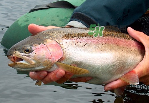 鱒魚可以生吃嗎？鱒魚是海魚還是淡水魚