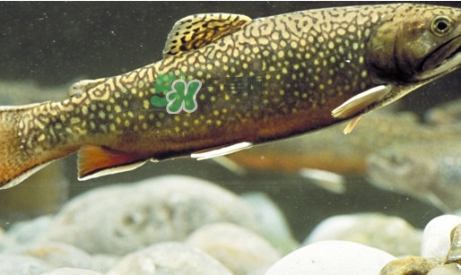 鱒魚(yú)怎么讀？鱒魚(yú)怎么做好吃