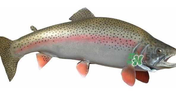 鱒魚是三文魚嗎？鱒魚是什么魚