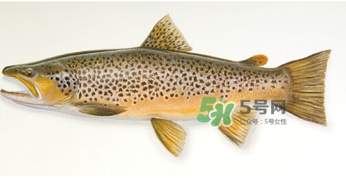 鱒魚可以生吃嗎？鱒魚是海魚還是淡水魚