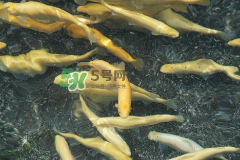 金鱒魚多少錢一斤？金鱒魚刺多嗎