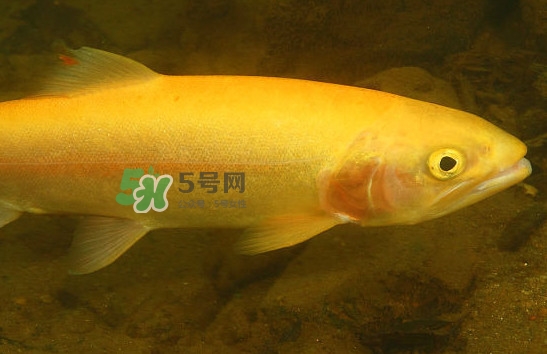 金鱒魚(yú)清蒸為什么變黑？食用金鱒魚(yú)有什么好處