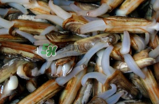 蟶子怎么抓？孕婦能吃蟶子嗎