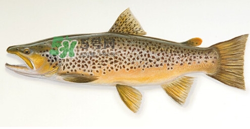 鱒魚是三文魚嗎？鱒魚是什么魚