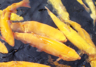 金鱒魚(yú)多少錢(qián)一斤？金鱒魚(yú)刺多嗎