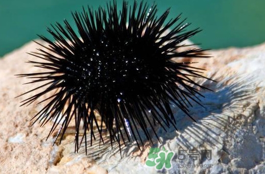 海膽可以冷凍儲存嗎？什么人不能吃海膽