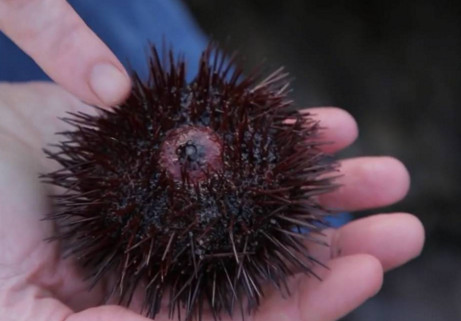 活海膽怎么殺？海膽怎么開殼？