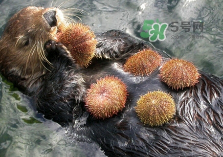 海膽是什么東西？海膽是動物還是植物？