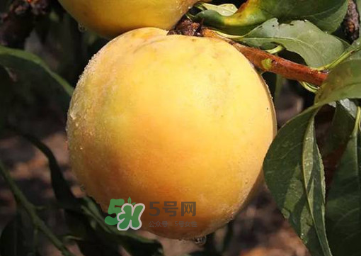 錦繡黃桃多少錢(qián)一斤？錦繡黃桃好吃嗎？