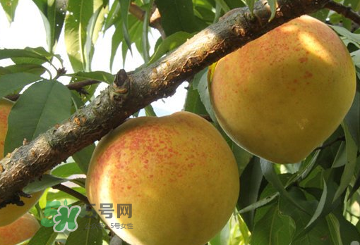 錦繡黃桃多少錢(qián)一斤？錦繡黃桃好吃嗎？