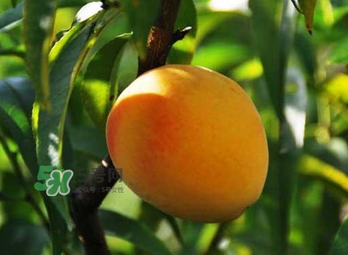 來(lái)月經(jīng)可以吃黃桃嗎？大姨媽來(lái)了可以吃黃桃嗎？