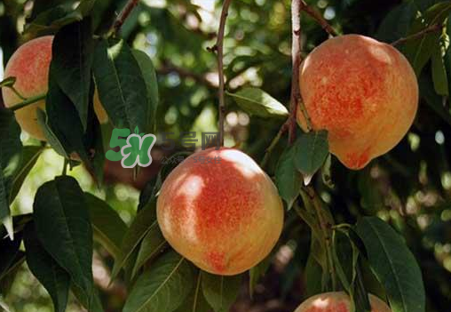 來(lái)月經(jīng)可以吃黃桃嗎？大姨媽來(lái)了可以吃黃桃嗎？