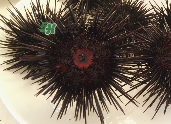 海膽貴嗎？海膽多少錢一斤？