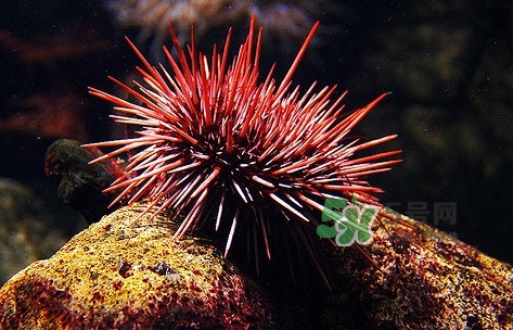 海膽是什么東西？海膽是動物還是植物？