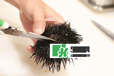海膽怎么處理？海膽可以生吃嗎？