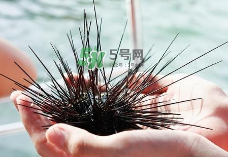 海膽有毒嗎？海膽有寄生蟲嗎