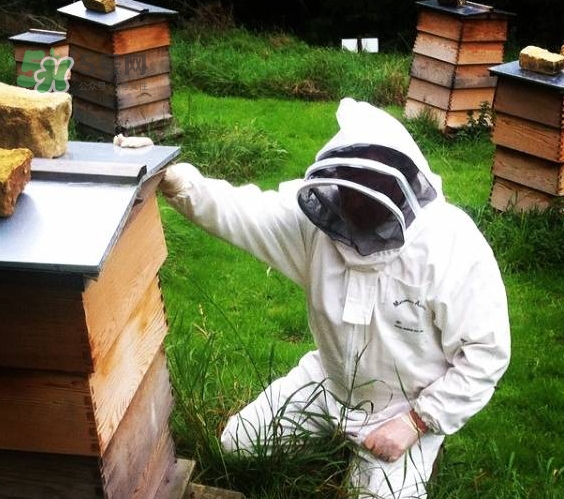 boca牙膏是什么牌子？boca牙膏多少錢哪里買？