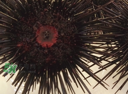 被海膽刺到怎么辦？吃海膽對(duì)身體有什么好處