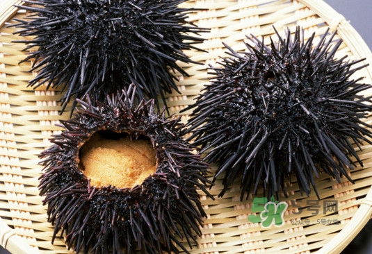 海膽可以冷凍儲存嗎？什么人不能吃海膽