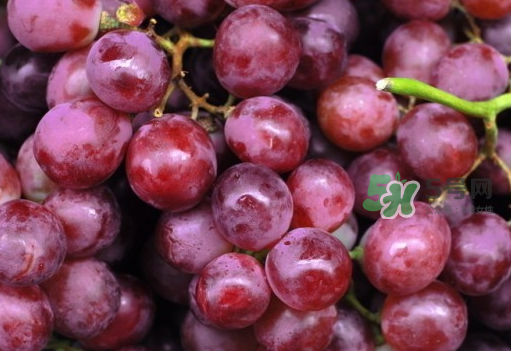 提子和西瓜能一起吃嗎？西瓜和提子能一起吃嗎？