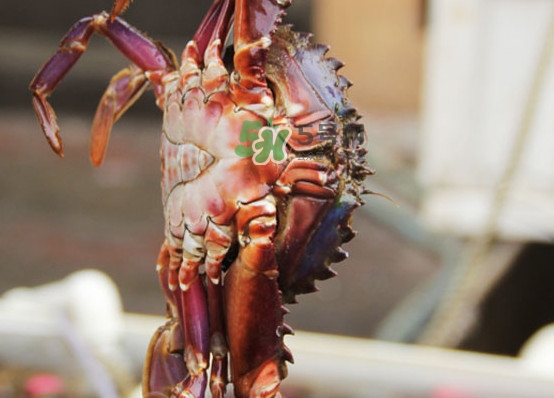 赤甲紅有母蟹嗎？赤甲紅為什么沒有母蟹？