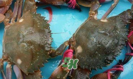 赤甲紅海蟹多少錢(qián)一斤？2017赤甲紅海蟹價(jià)格