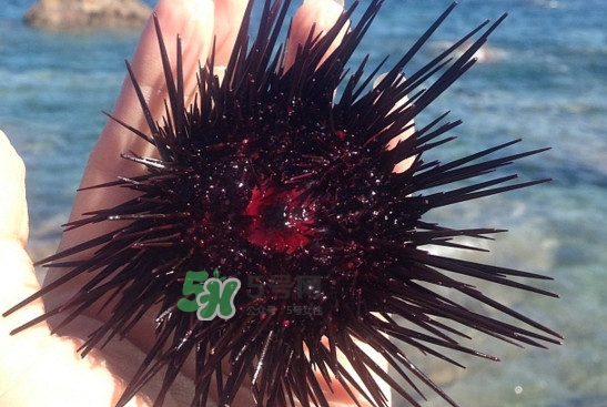 海膽怎么做好吃？買海膽怎么挑