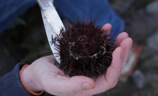 活海膽怎么殺？海膽怎么開殼？