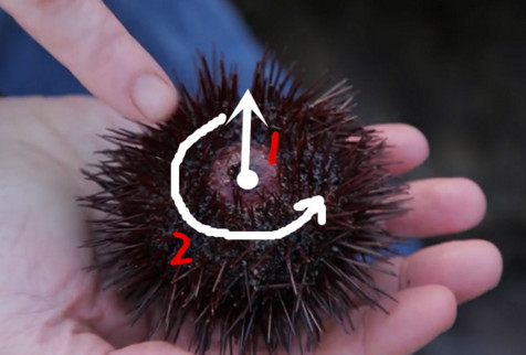 活海膽怎么殺？海膽怎么開殼？