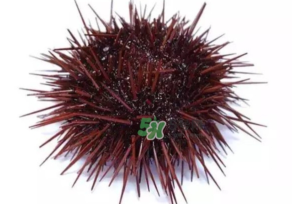 被海膽刺到怎么辦？吃海膽對(duì)身體有什么好處