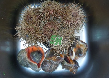 海膽死了還能吃嗎？海膽不能跟什么一起吃