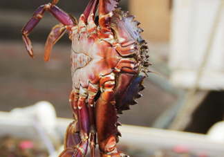 赤甲紅有母蟹嗎？赤甲紅為什么沒(méi)有母蟹？