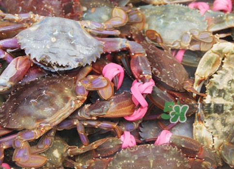 赤甲紅蒸多長時間好？赤甲紅好還是飛蟹好