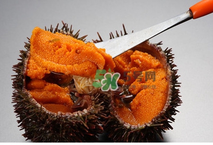 冷凍海膽黃化了能吃嗎？海膽吃多了會怎樣