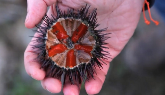 活海膽怎么殺？海膽怎么開殼？