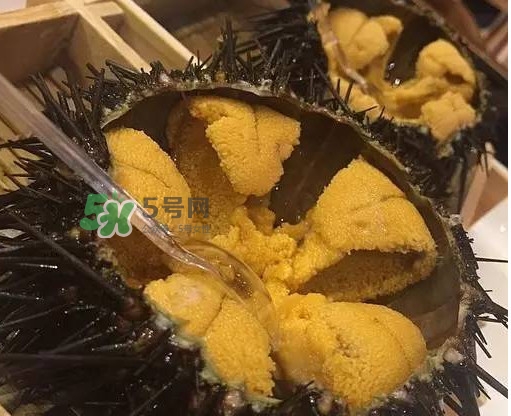 海膽貴嗎？海膽多少錢一斤？