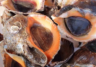 海螺有寄生蟲嗎？海螺可以生吃嗎