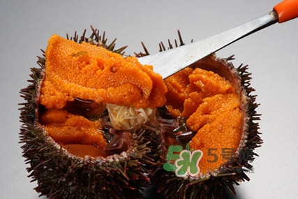 海膽貴嗎？海膽多少錢一斤？