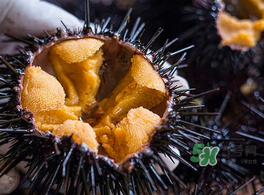 海膽是什么東西？海膽是動物還是植物？