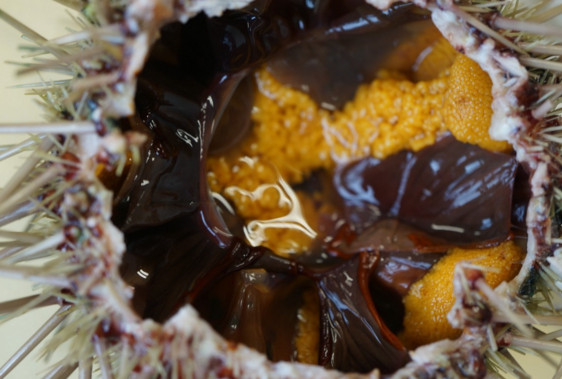 活海膽怎么殺？海膽怎么開殼？