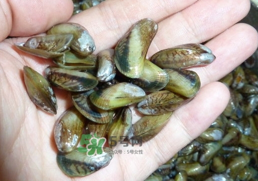 薄殼米是什么？薄殼怎么炒好吃？